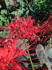 Lycoris radiata