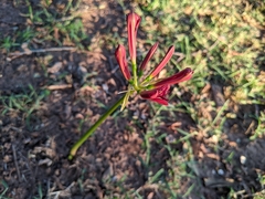 Lycoris radiata