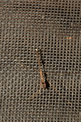 Polauchenia marcapata