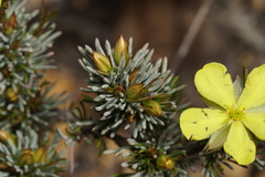 Hibbertia hibbertioides