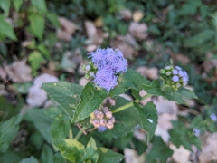 Conoclinium coelestinum