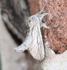 Inguromorpha itzalana