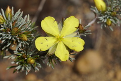 Hibbertia hibbertioides