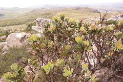 Protea subvestita