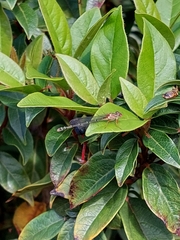 Xanthagrion erythroneurum