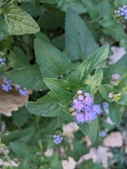 Conoclinium coelestinum