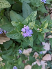 Conoclinium coelestinum