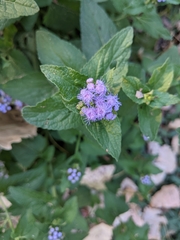 Conoclinium coelestinum