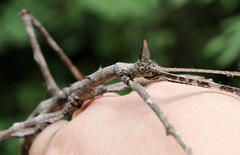 Bactrododema tiaratum