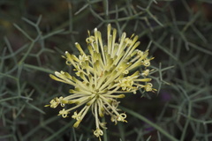 Petrophile divaricata