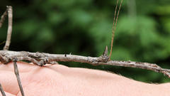 Bactrododema tiaratum