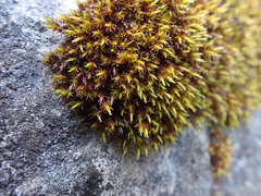 Schistidium papillosum