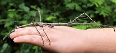 Bactrododema tiaratum