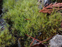 Distichium capillaceum