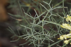 Petrophile divaricata