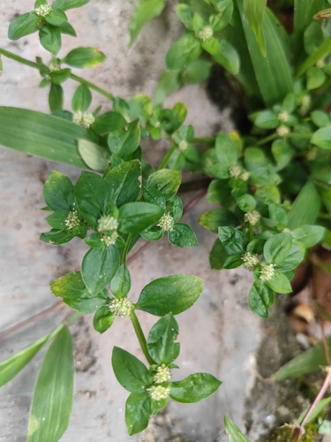 Spermacoce exilis