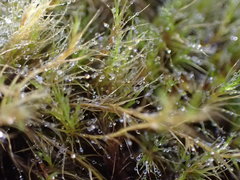 Distichium capillaceum