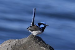 Malurus cyaneus cyanochlamys