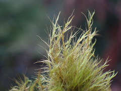 Distichium capillaceum