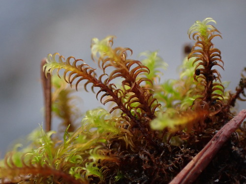 Image of Geheebia ferruginea by no rights reserved
