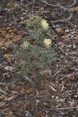 Petrophile divaricata