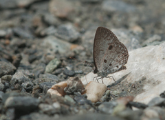 Megisba malaya sikkima