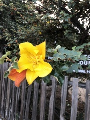 Fremontodendron