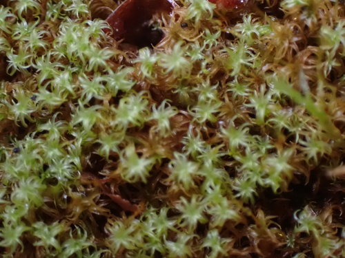 Image of Geheebia ferruginea by no rights reserved
