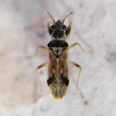 Pseudopachybrachius vinctus
