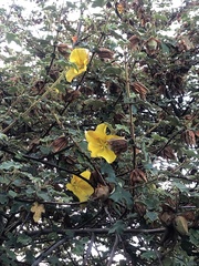 Fremontodendron