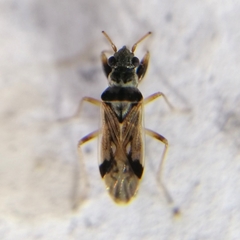 Pseudopachybrachius vinctus