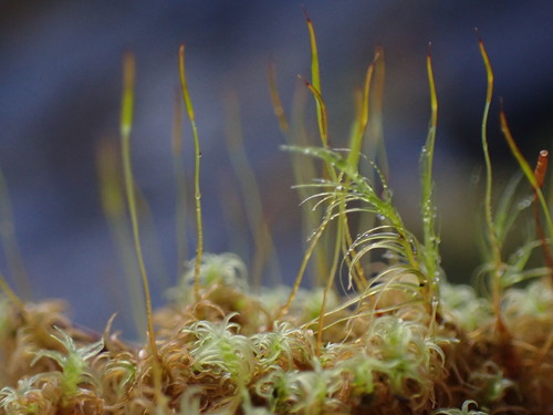 Image of Geheebia ferruginea by no rights reserved