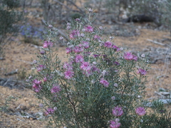 Isopogon dubius