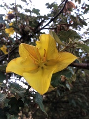 Fremontodendron
