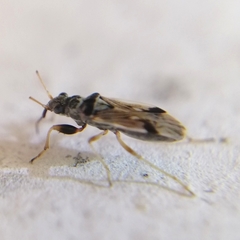 Pseudopachybrachius vinctus