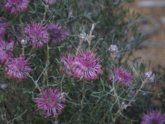 Isopogon dubius