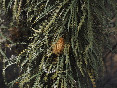 Banksia nobilis