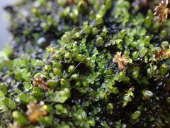Jungermannia atrovirens