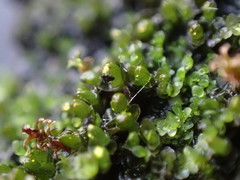 Jungermannia atrovirens