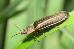 Denticollis denticornis