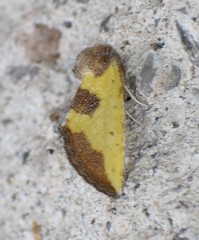 Stiria intermixta