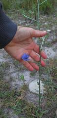 Cichorium intybus intybus