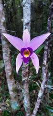 Laelia anceps