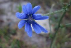 Cichorium intybus intybus