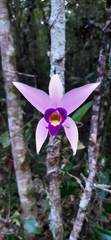 Laelia anceps