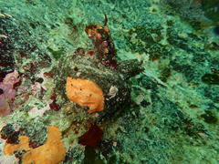 Pyura stolonifera