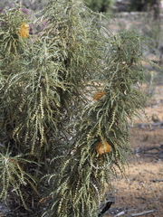 Banksia nobilis