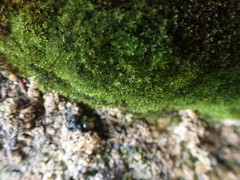 Eucladium verticillatum