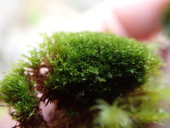 Eucladium verticillatum