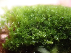 Eucladium verticillatum